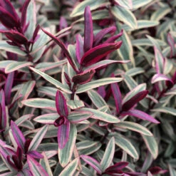 Hebe 'Medieval Pink Princess'