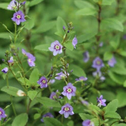 Parahebe Catarractae 'Porlock'