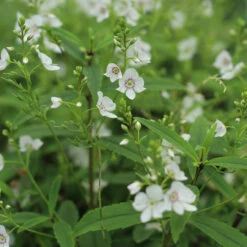 Parahebe 'Snow Clouds'