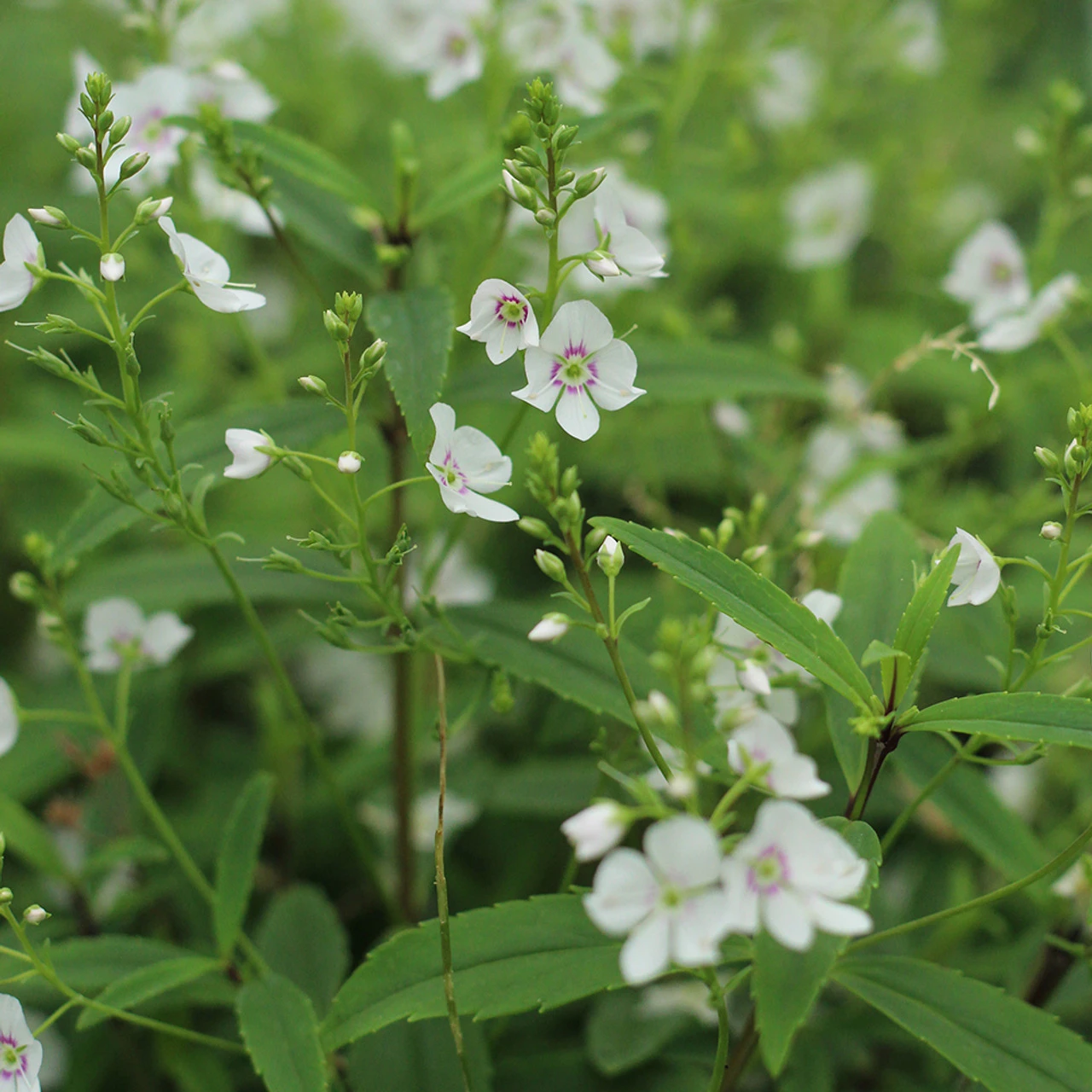 Parahebe 'Snow Clouds' 1 Parahebe 'Snow Clouds'