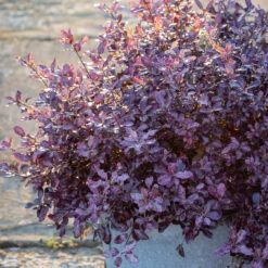 Pittosporum Tenuifolium 'Bannow Bay'