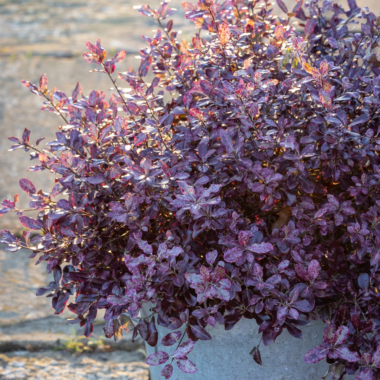 Pittosporum Tenuifolium 'Bannow Bay' 1 Pittosporum Tenuifolium 'Bannow Bay'