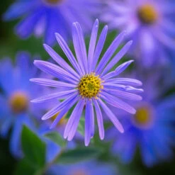 Anemones And Asters For Autumn -Plant Supply Store 201326 3 21474.1687166466