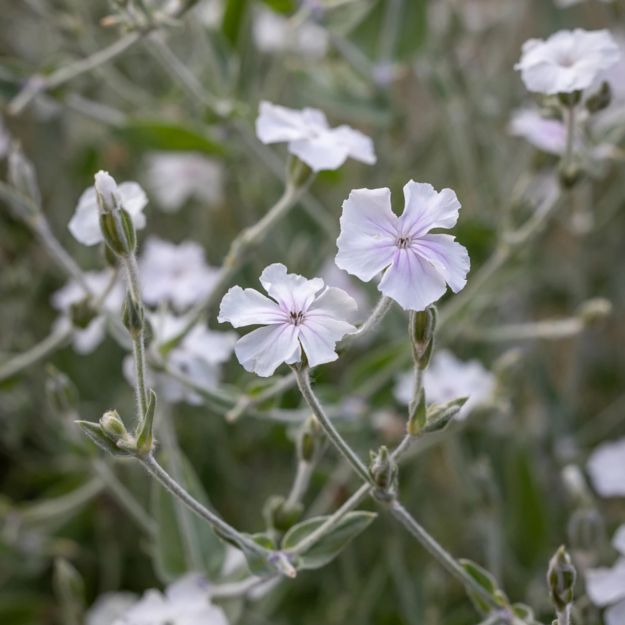 Lychnis Coronaria 'Angel's Blush' 1 Lychnis Coronaria 'Angel's Blush'