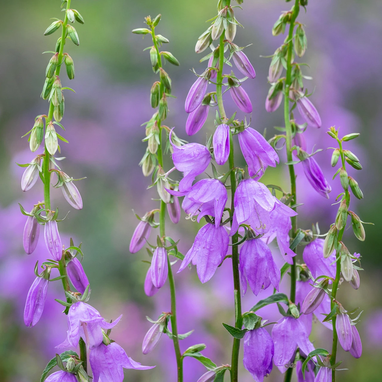 Adenophora Bulleyana 1 Adenophora Bulleyana