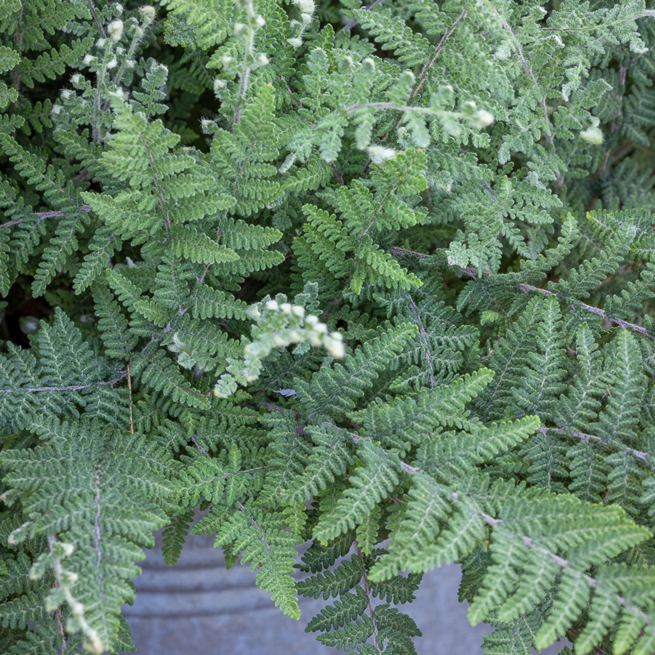 Cheilanthes Lanosa 1 Cheilanthes Lanosa