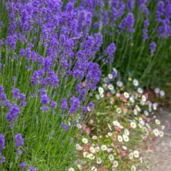 Lavender And Daisies Collection