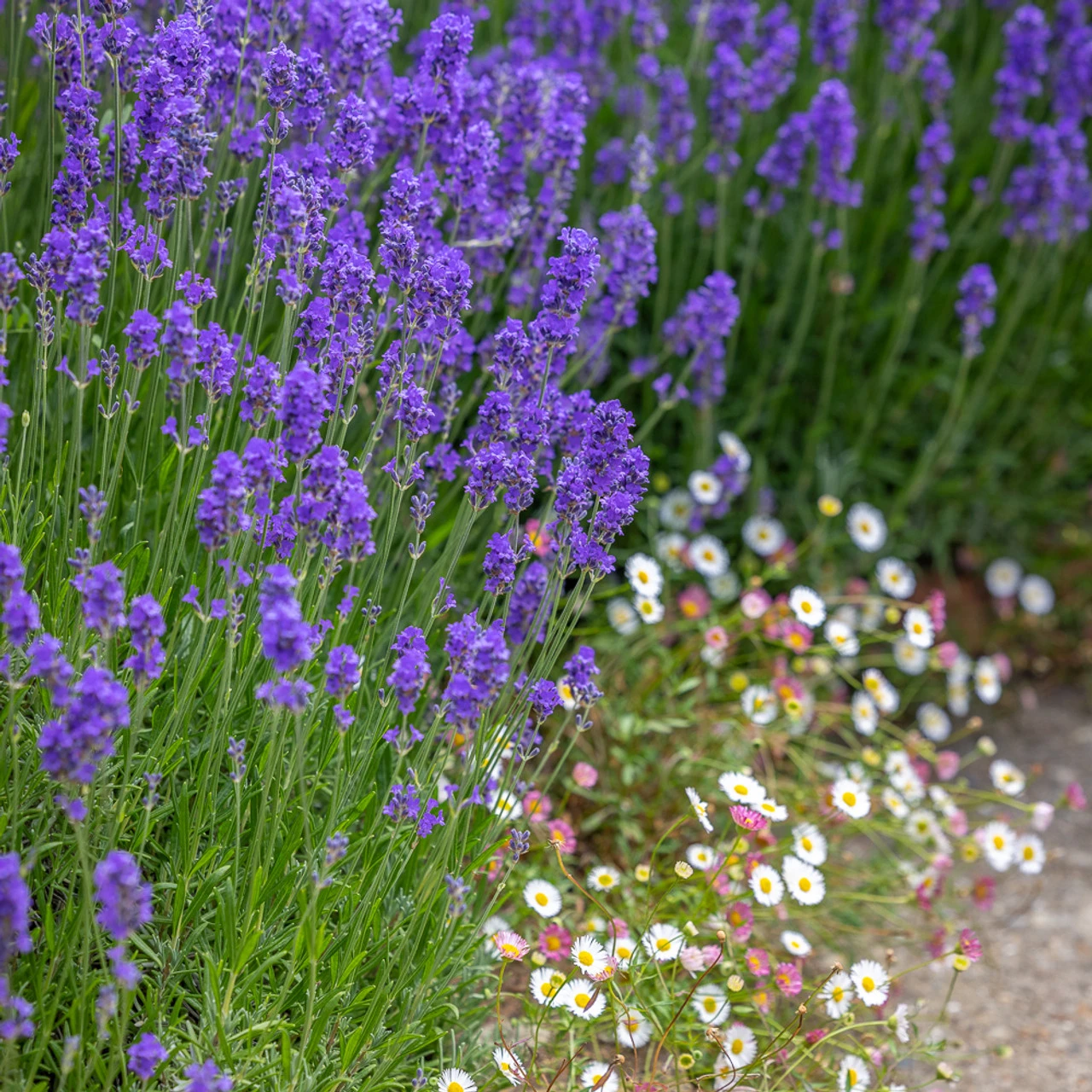 Lavender And Daisies Collection 1 Lavender And Daisies Collection