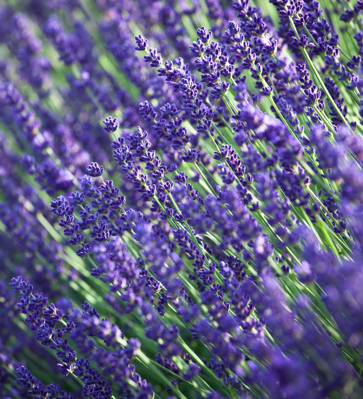 Lavender And Daisies Collection 3 Lavender And Daisies Collection - Image 3