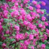 Ribes Sanguineum 'Pulborough Scarlet'