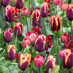 Coronation Combination -Plant Supply Store 201339 1 65206.1687167021