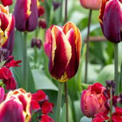 Coronation Combination -Plant Supply Store 201339 2 14663.1687167022