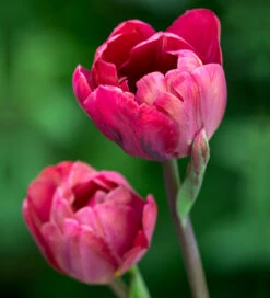 Coronation Combination -Plant Supply Store 201339 3 71344.1687167023