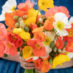 Oranges And Lemons Collection 10 Oranges And Lemons Collection -Plant Supply Store 201340 2 93026.1687167026