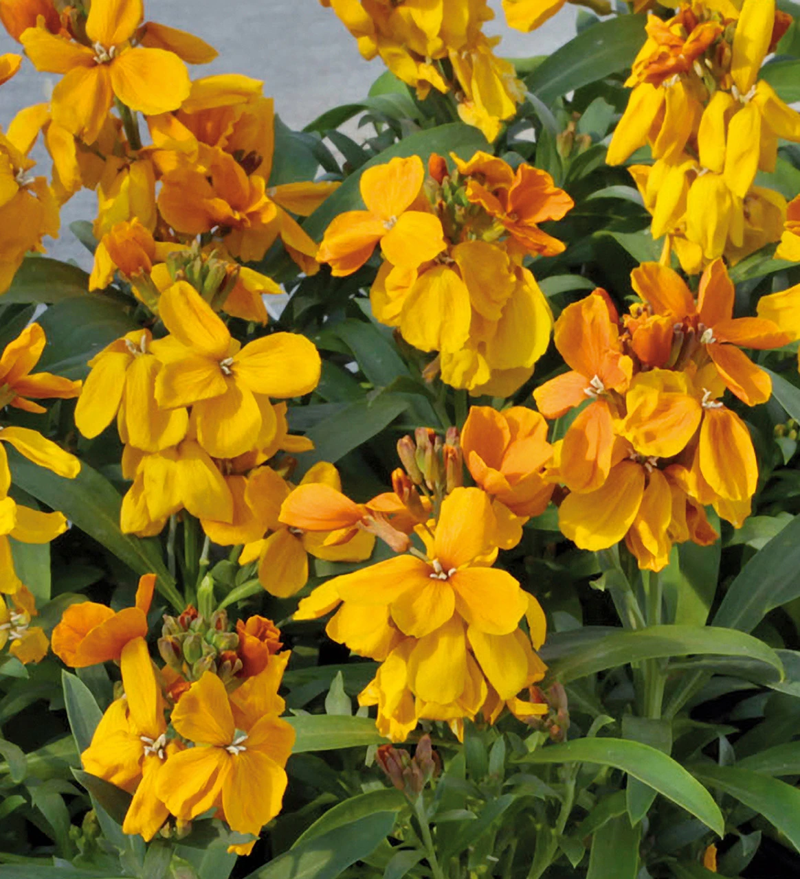 Oranges And Lemons Collection 6 Oranges And Lemons Collection - Image 6