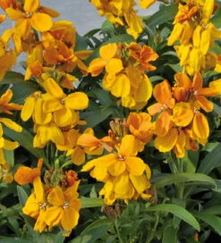 Oranges And Lemons Collection 9 Oranges And Lemons Collection -Plant Supply Store 201340 3 70928.1685453901