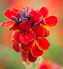 Smoked Saffron Collection -Plant Supply Store 201341 3 05947.1687167029