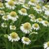 Echinacea 'Delicious Ice'
