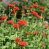 Lychnis Chalcedonica