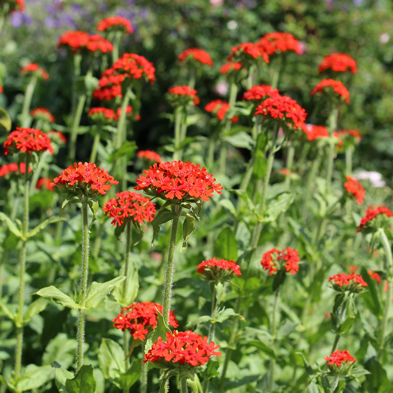 Lychnis Chalcedonica 1 Lychnis Chalcedonica