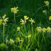 Cowslip (Primula Veris)
