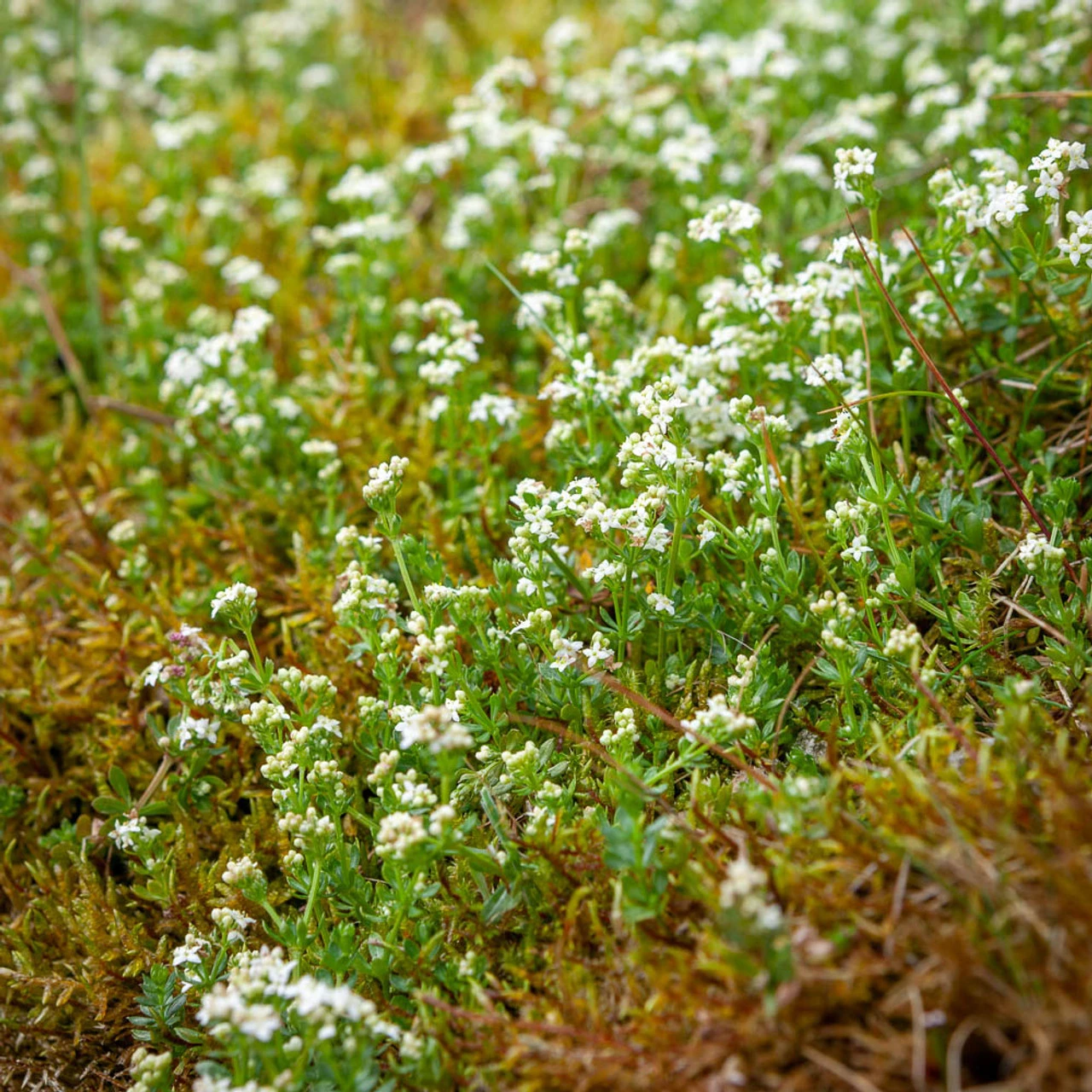 Heath Bedstraw (Galium Saxatile) 1 Heath Bedstraw (Galium Saxatile)