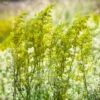 Lady's Bedstraw (Galium Verum)