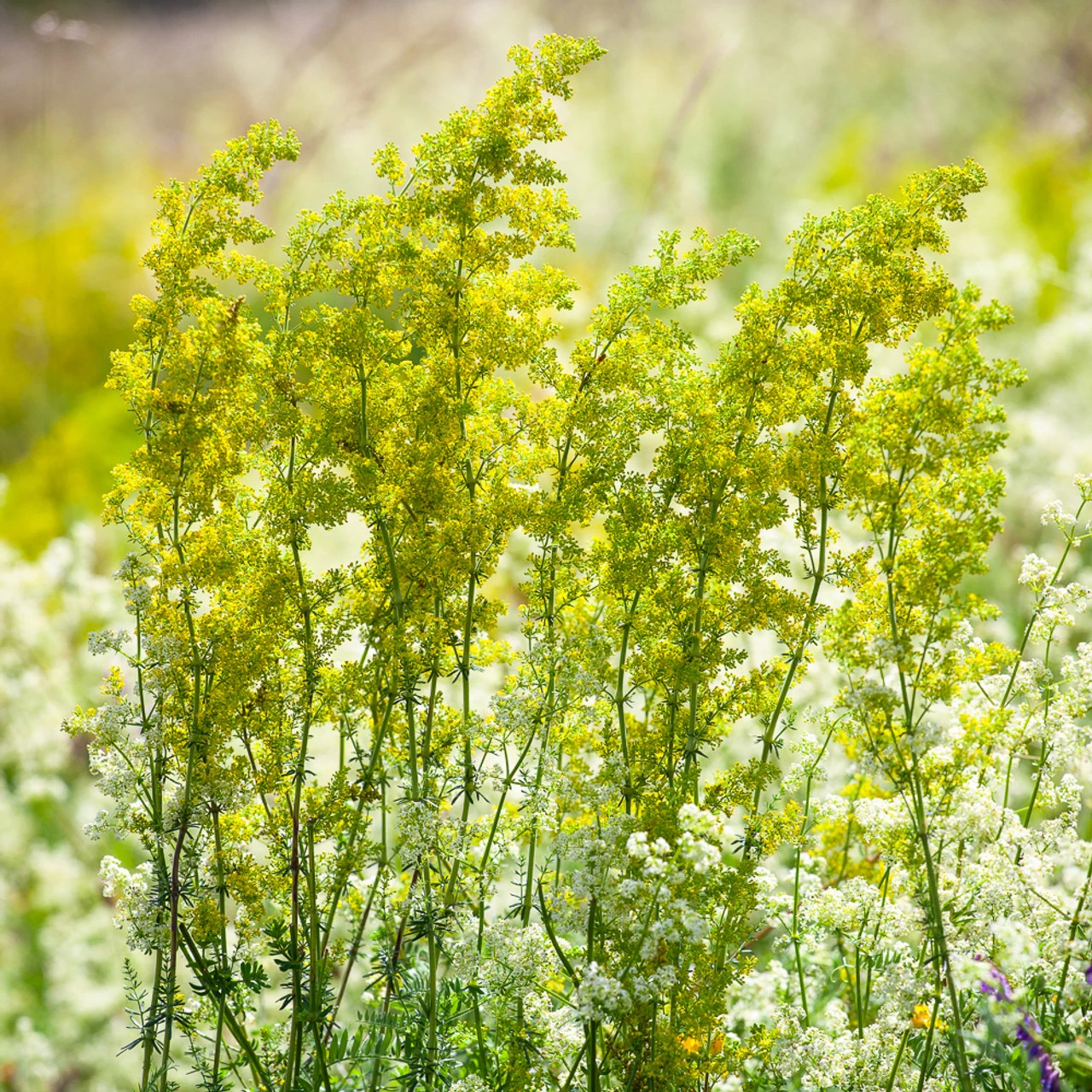 Lady's Bedstraw (Galium Verum) 1 Lady's Bedstraw (Galium Verum)