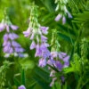 Oriental Goat's Rue (Galega Orientalis)