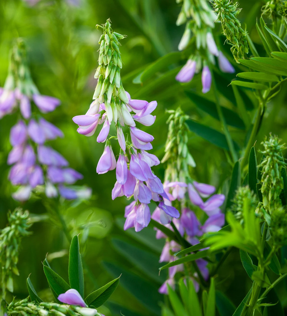 Oriental Goat's Rue (Galega Orientalis) 1 Oriental Goat's Rue (Galega Orientalis)