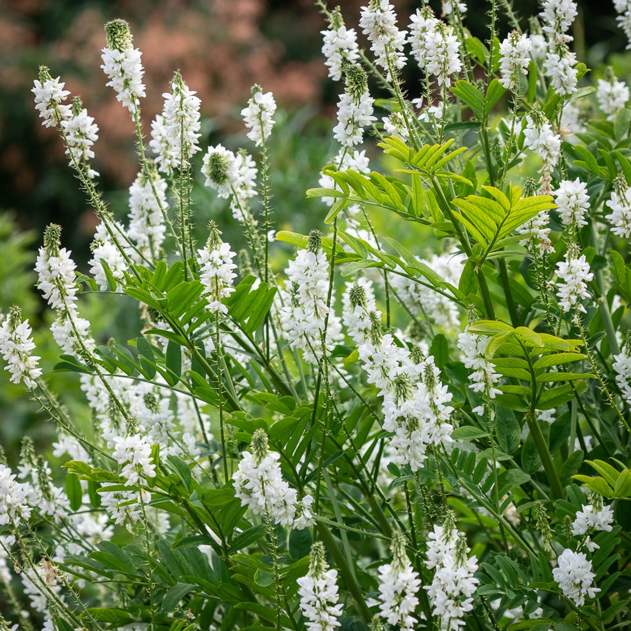 Oriental Goat's Rue (Galega Orientalis) 2 Oriental Goat's Rue (Galega Orientalis) - Image 2