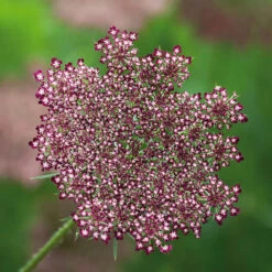 Purple Wild Carrot (Daucus Carota)