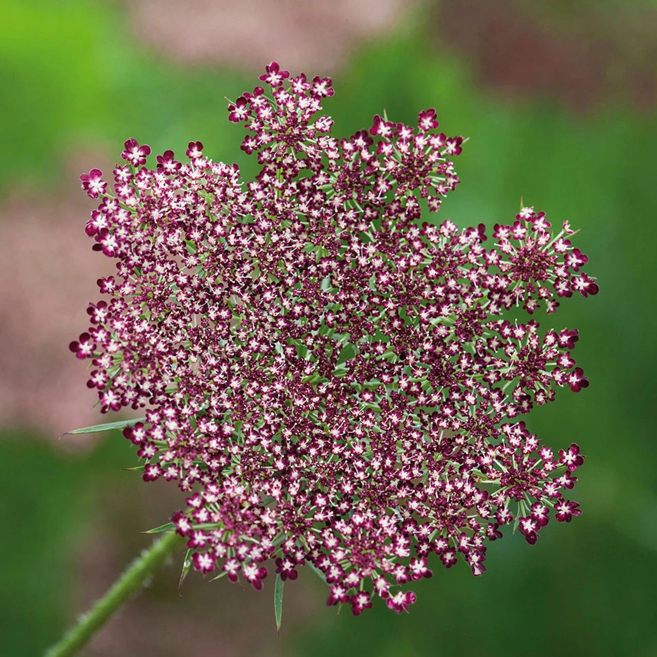 Purple Wild Carrot (Daucus Carota) 1 Purple Wild Carrot (Daucus Carota)