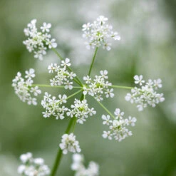 Cow Parsley (Anthriscus Sylvestris)
