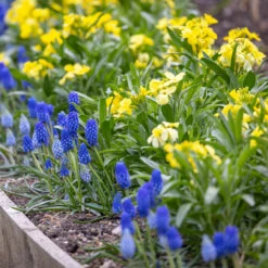Kyiv Plant Collection