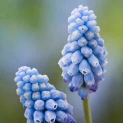 Kyiv Plant Collection -Plant Supply Store 201371 3 13848.1687167049