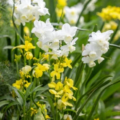 Perfumed Path Collection 8 Perfumed Path Collection -Plant Supply Store 201373 1 15384.1687167051