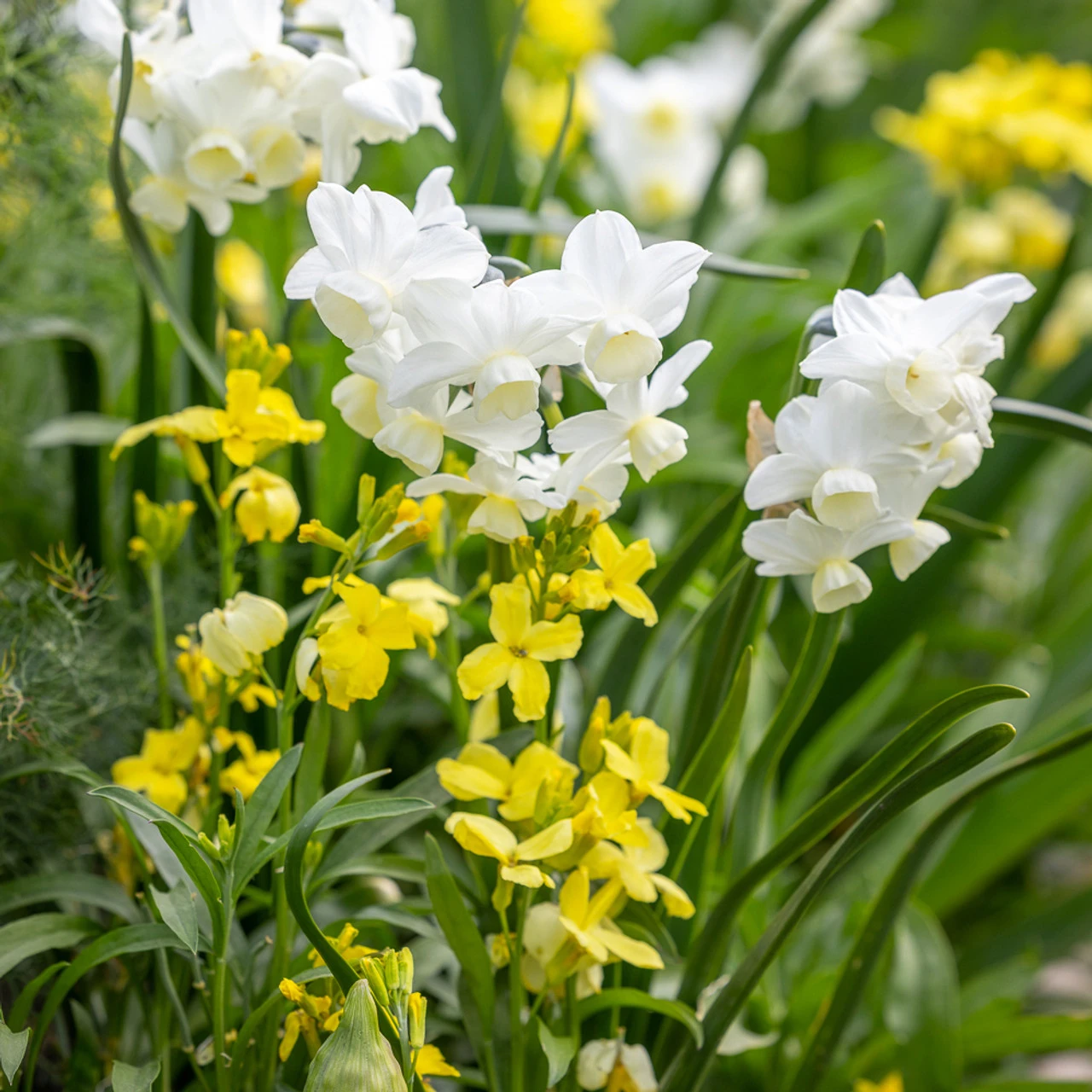 Perfumed Path Collection 1 Perfumed Path Collection