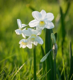 Perfumed Path Collection 10 Perfumed Path Collection -Plant Supply Store 201373 2 08962.1687167052