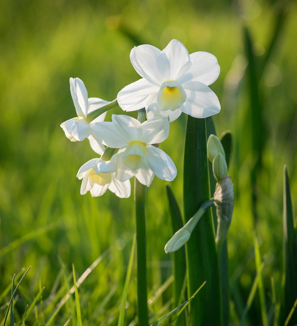 Perfumed Path Collection 5 Perfumed Path Collection - Image 5