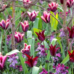 Vintage Sepia Collection -Plant Supply Store 201374 1 00719.1687167053