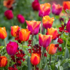 Karoo Sunset Collection -Plant Supply Store 201375 1 30085.1687167055