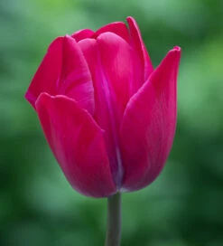 Karoo Sunset Collection -Plant Supply Store 201375 2 77629.1687167056