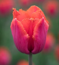 Karoo Sunset Collection -Plant Supply Store 201375 4 93554.1685454469