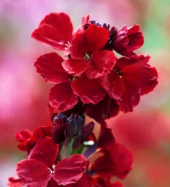 Karoo Sunset Collection -Plant Supply Store 201375 5 87102.1685454469