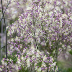 Thalictrum 'Elin'