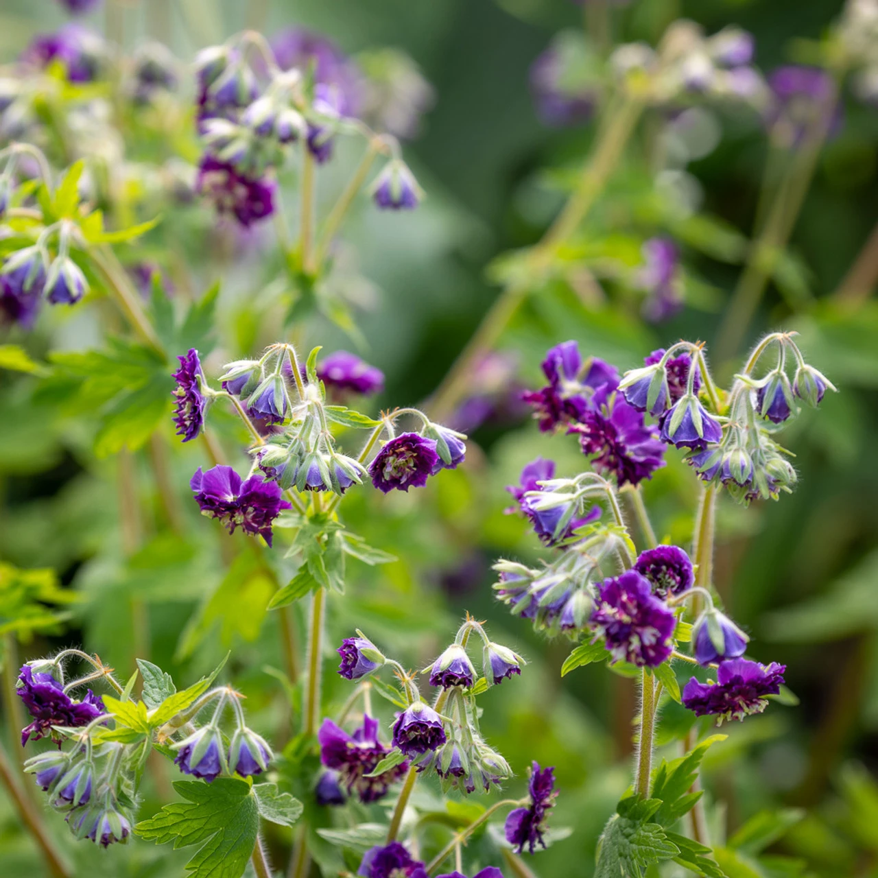Geranium Phaeum 'Joseph Green' 2 Geranium Phaeum 'Joseph Green' - Image 2