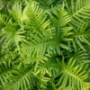 Polypodium 'Whitley Giant'