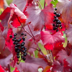 Vitis Vinifera 'Spetchley Red'