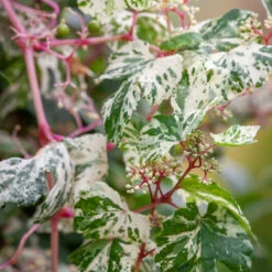 Ampelopsis Brevipedunculata 'Elegans'